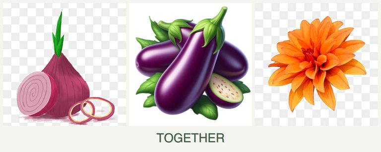 Can you plant onions, eggplant and dahlias together?