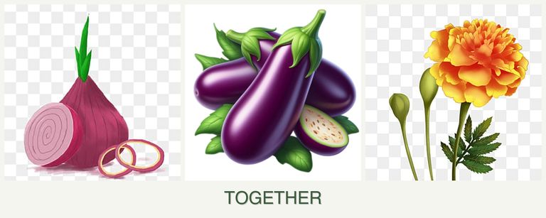 Can you plant onions, eggplant and marigolds together?