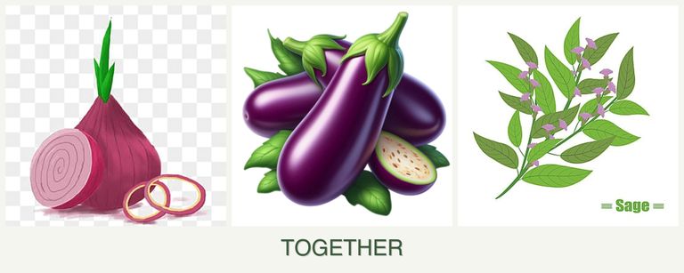 Can you plant onions, eggplant and sage together?