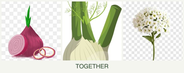 Can you plant onions, fennel and alyssum together?