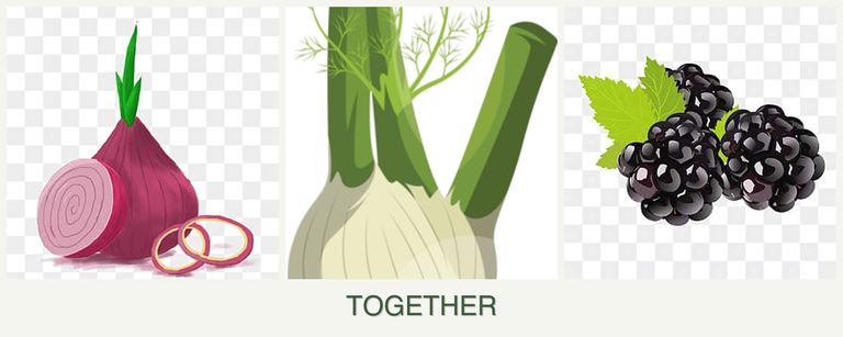 Can you plant onions, fennel and blackberries together?