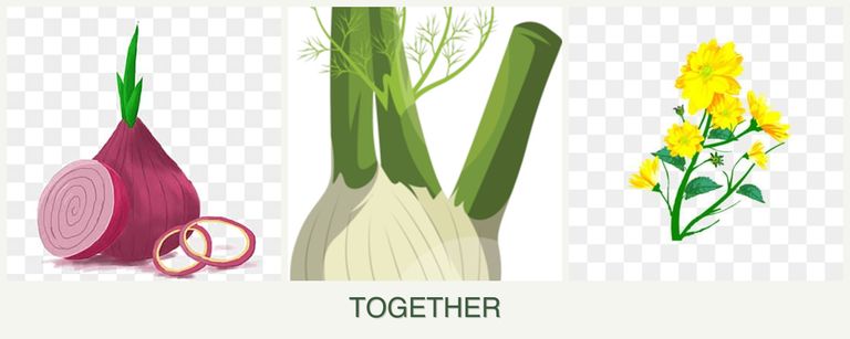 Can you plant onions, fennel and calendula together?