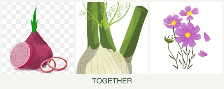 Can you plant onions, fennel and cosmos together?