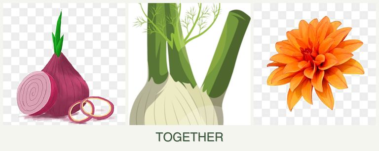 Can you plant onions, fennel and dahlias together?