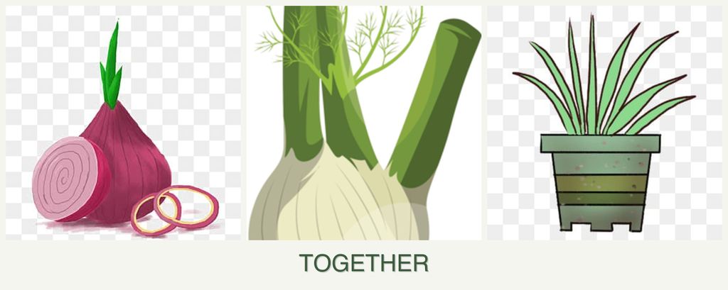 Can you plant onions, fennel and lemongrass together?