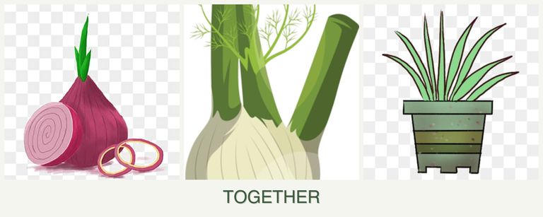 Can you plant onions, fennel and lemongrass together?