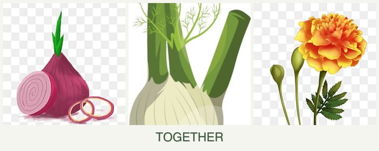 Can you plant onions, fennel and marigolds together?