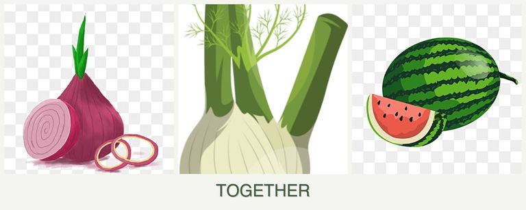 Can you plant onions, fennel and melons together?