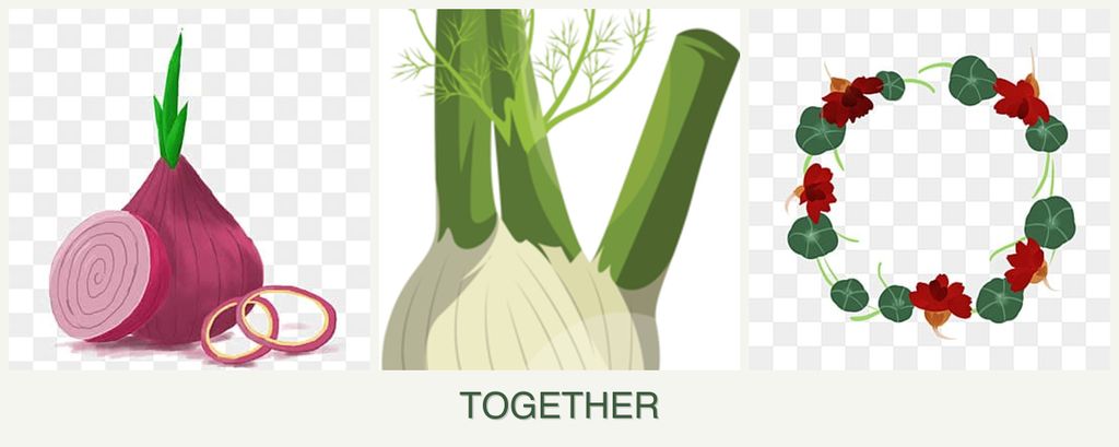 Can you plant onions, fennel and nasturtiums together?