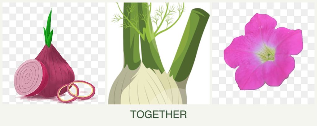 Can you plant onions, fennel and petunias together?