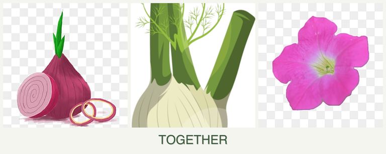 Can you plant onions, fennel and petunias together?