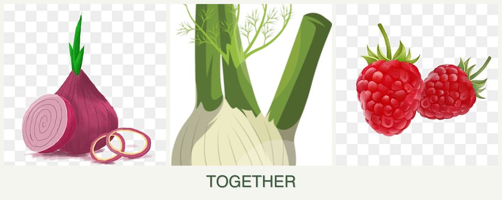 Can you plant onions, fennel and raspberries together?