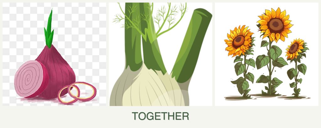 Can you plant onions, fennel and sunflowers together?