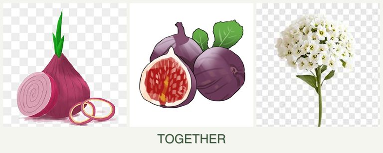 Can you plant onions, figs and alyssum together?