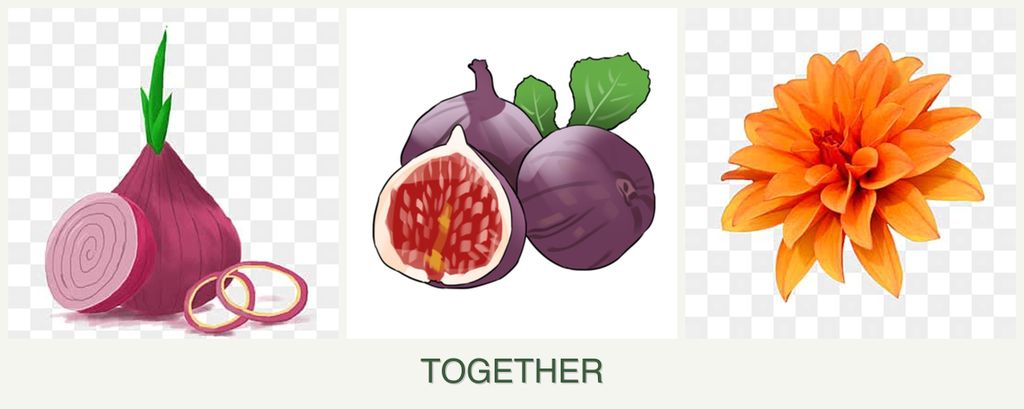 Can you plant onions, figs and dahlias together?