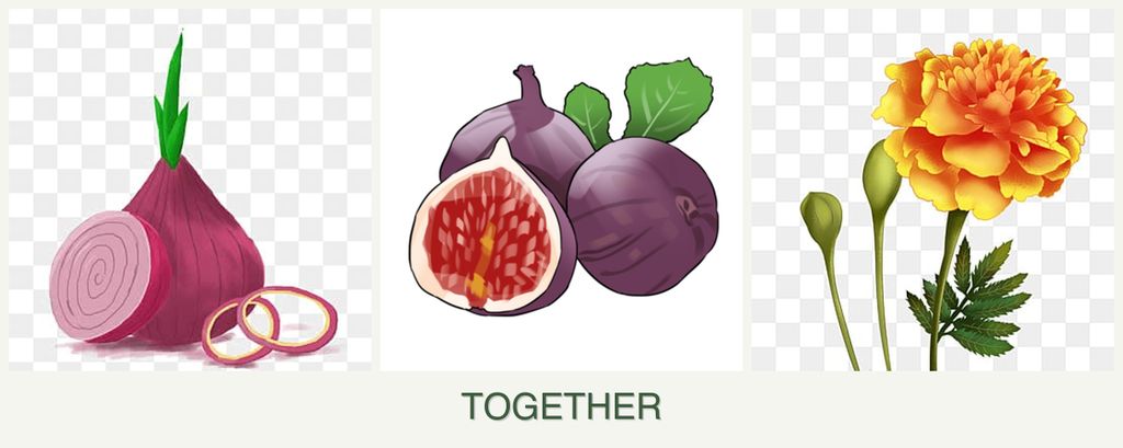 Can you plant onions, figs and marigolds together?