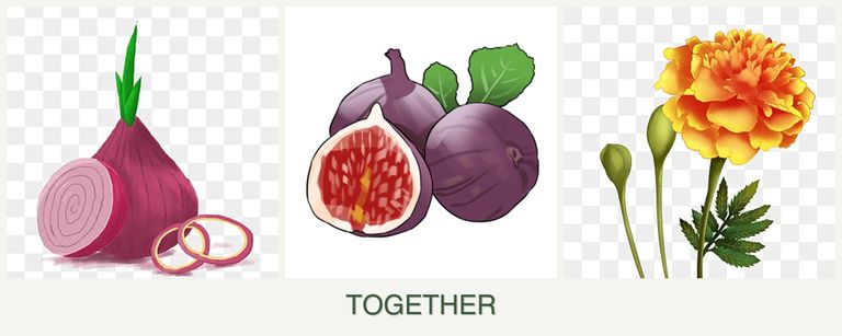 Can you plant onions, figs and marigolds together?