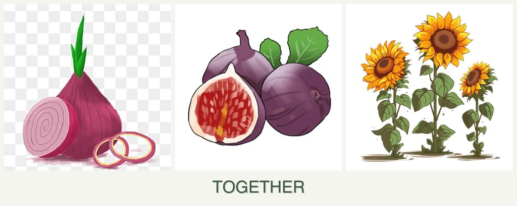 Can you plant onions, figs and sunflowers together?