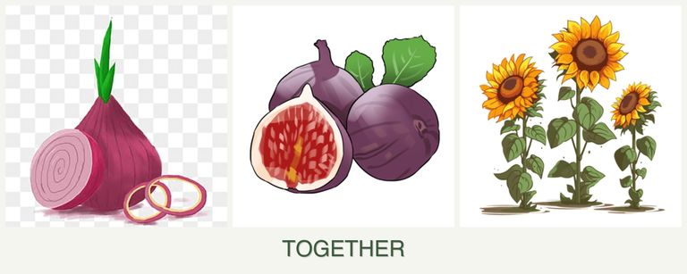 Can you plant onions, figs and sunflowers together?