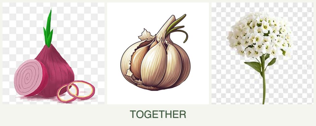 Can you plant onions, garlic and alyssum together?