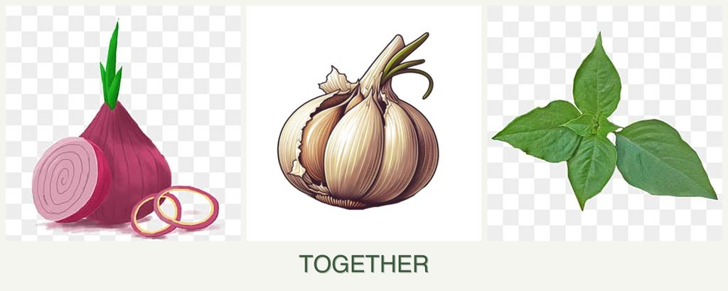 Can you plant onions, garlic and basil together?