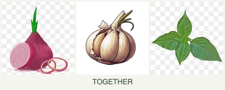 Can you plant onions, garlic and basil together?