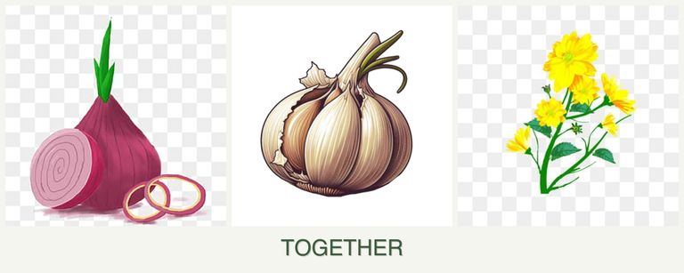 Can you plant onions, garlic and calendula together?