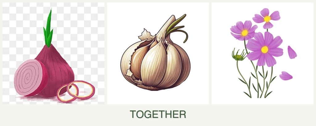 Can you plant onions, garlic and cosmos together?