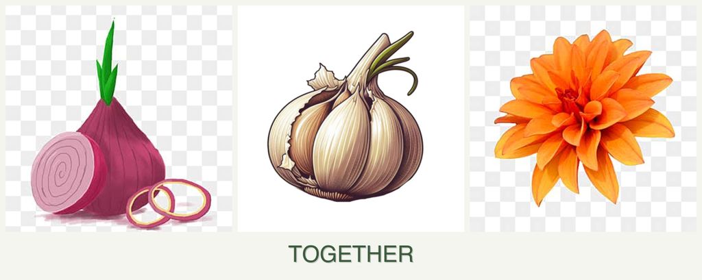 Can you plant onions, garlic and dahlias together?