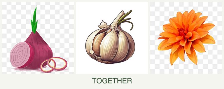 Can you plant onions, garlic and dahlias together?