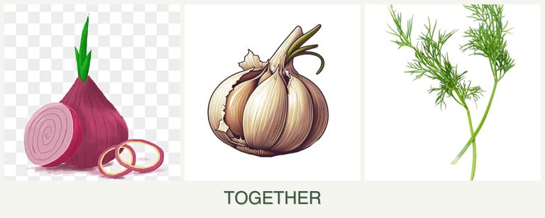Can you plant onions, garlic and dill together?