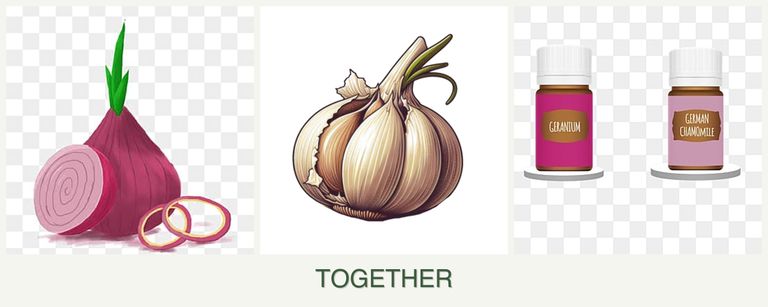 Can you plant onions, garlic and geraniums together?