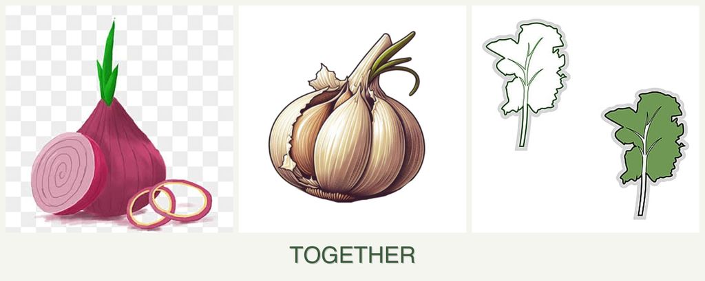 Can you plant onions, garlic and kale together?