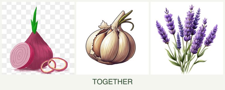 Can you plant onions, garlic and lavender together?