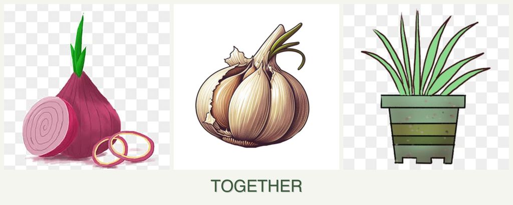Can you plant onions, garlic and lemongrass together?