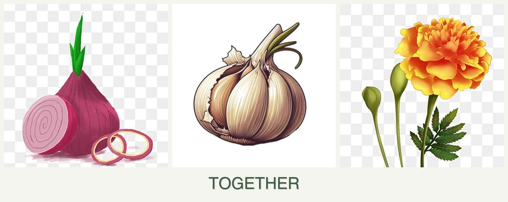 Can you plant onions, garlic and marigolds together?