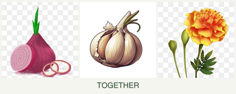 Can you plant onions, garlic and marigolds together?