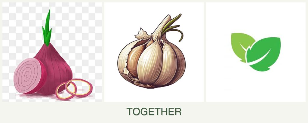 Can you plant onions, garlic and mint together?