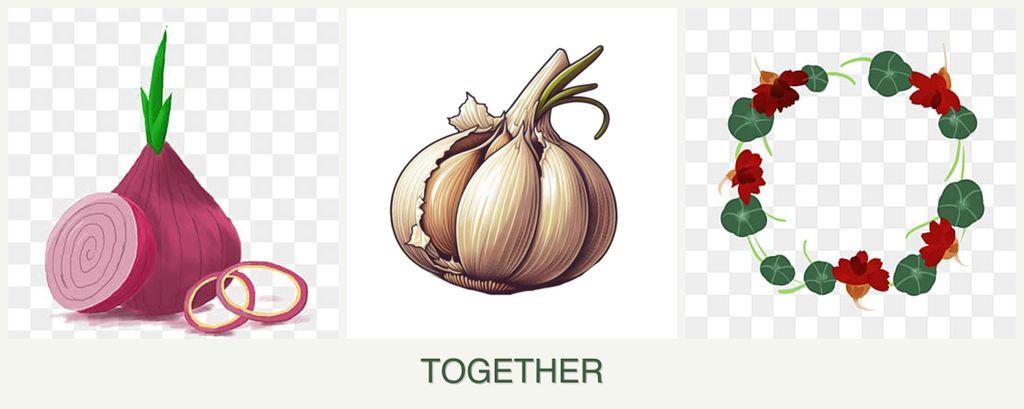 Can you plant onions, garlic and nasturtiums together?