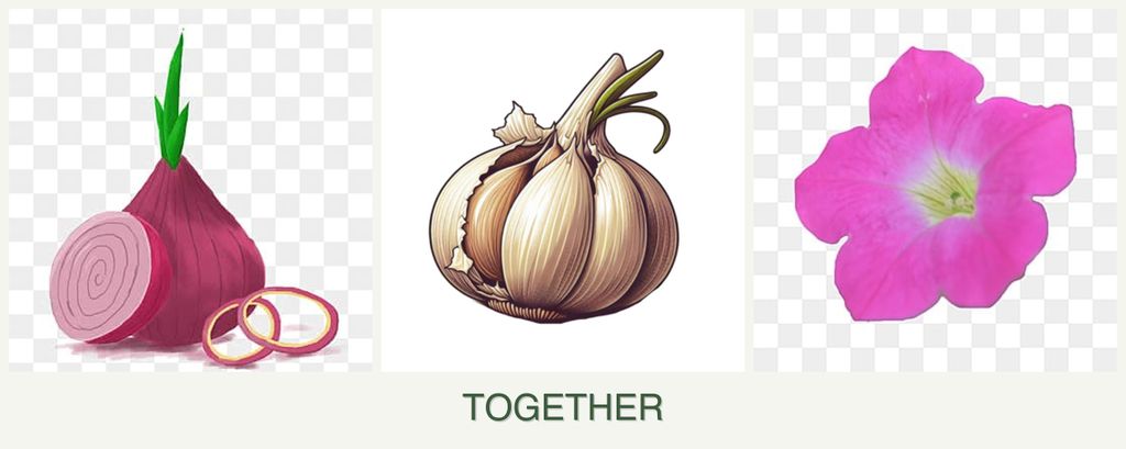 Can you plant onions, garlic and petunias together?
