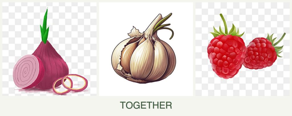 Can you plant onions, garlic and raspberries together?