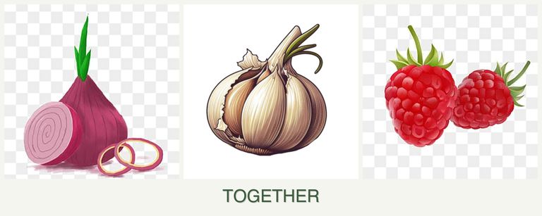 Can you plant onions, garlic and raspberries together?