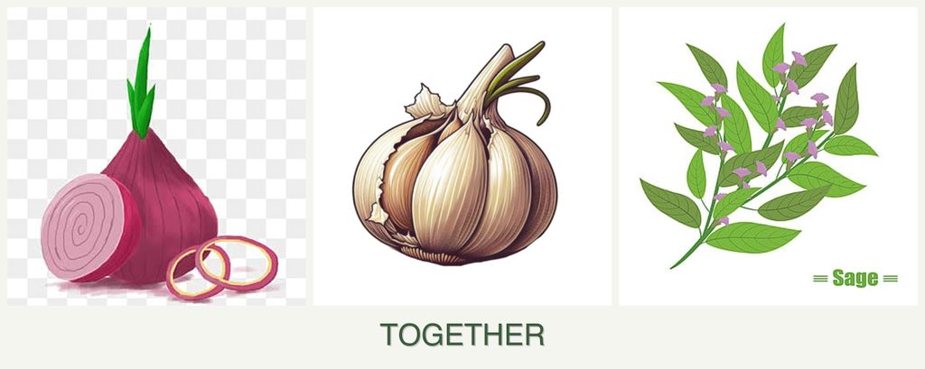 Can you plant onions, garlic and sage together?