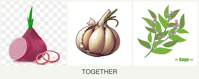 Can you plant onions, garlic and sage together?