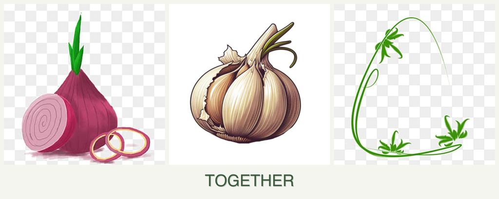 Can you plant onions, garlic and tarragon together?
