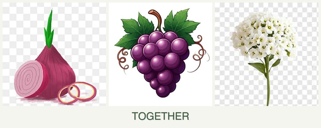 Can you plant onions, grapes and alyssum together?