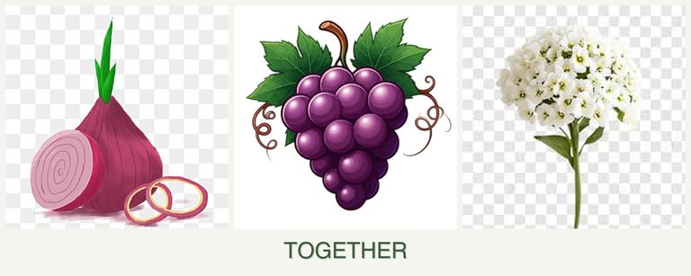 Can you plant onions, grapes and alyssum together?
