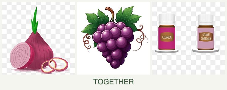 Can you plant onions, grapes and geraniums together?