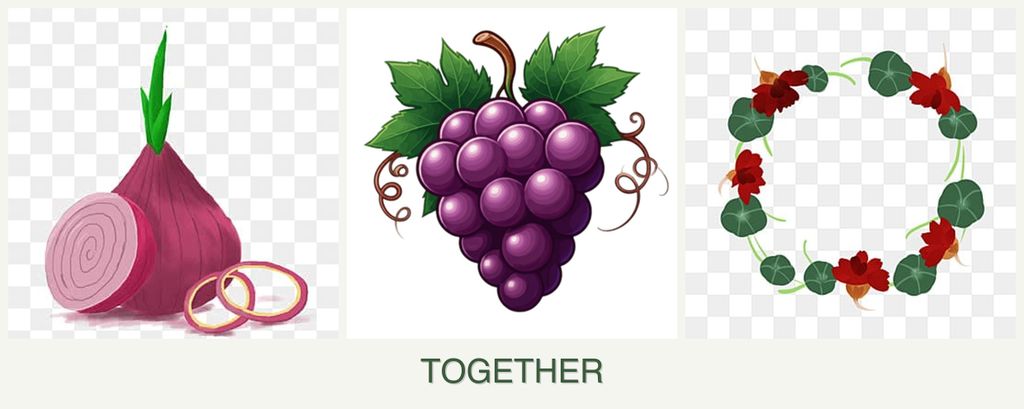 Can you plant onions, grapes and nasturtiums together?