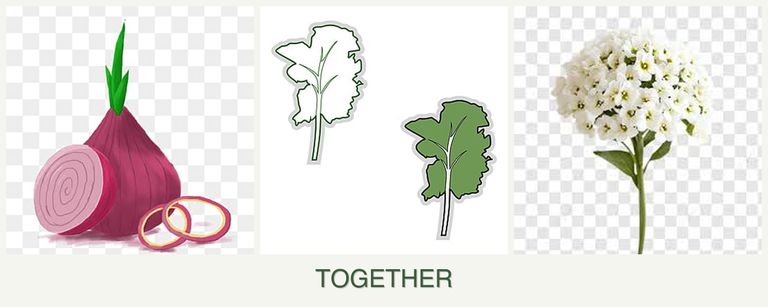 Can you plant onions, kale and alyssum together?